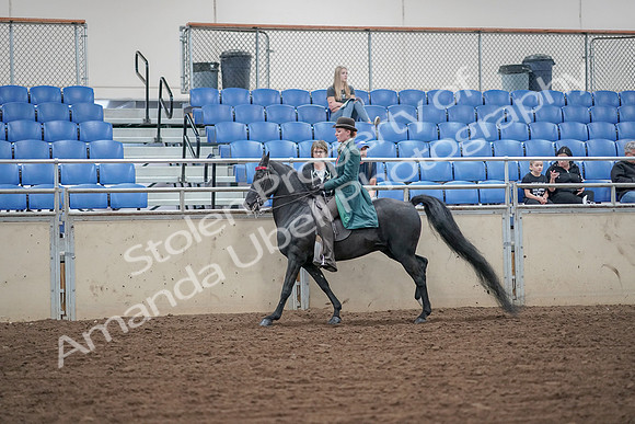 2019 Morgan Horse Show - Aug 30, 2019 - 15579