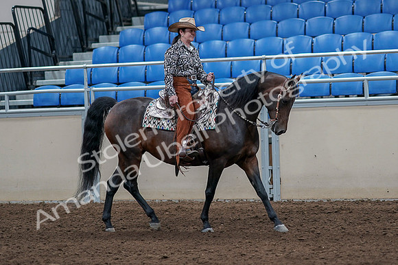 2020 - AB Morgan Horse - Fri, Sept 04 - 00099