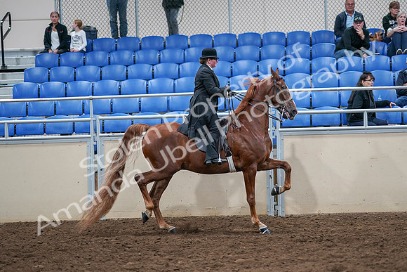 2020 - AB Morgan Horse - Sat, Sept 05 - 08275