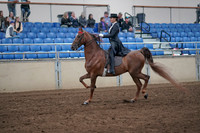 2019 Morgan Horse Show - Aug 31, 2019 - 20356