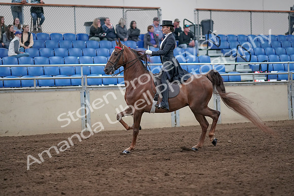 2019 Morgan Horse Show - Aug 31, 2019 - 20356