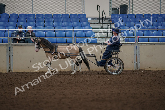 2019 Morgan Horse Show - Aug 31, 2019 - 04285
