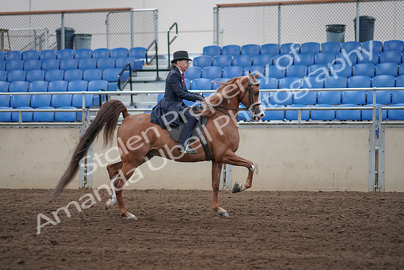 2019 Morgan Horse Show - Sept 01, 2019 - 11973