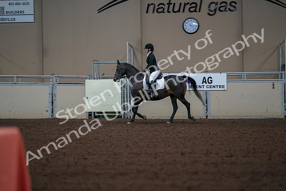 2019 Morgan Horse Show - Aug 30, 2019 - 18370