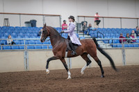 2019 Morgan Horse Show - Sept 01, 2019 - 07392