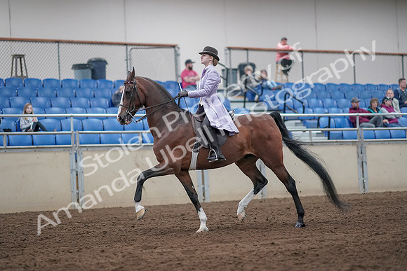 2019 Morgan Horse Show - Sept 01, 2019 - 07392