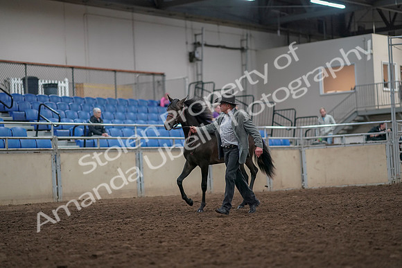 2019 Morgan Horse Show - Aug 31, 2019 - 03375
