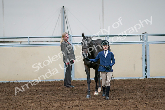 2020 - AB Morgan Horse - Fri, Sept 04 - 00767