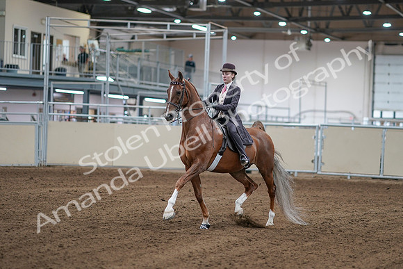 2020 - AB Morgan Horse - Sat, Sept 05 - 06145