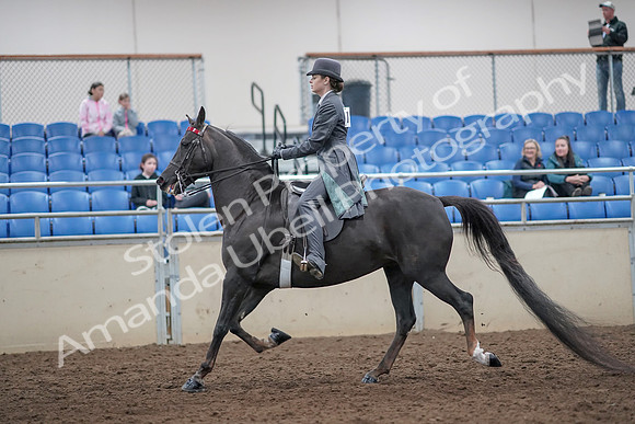 2019 Morgan Horse Show - Aug 31, 2019 - 09287