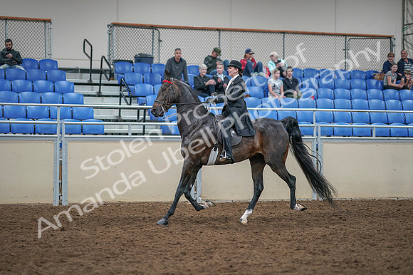 2020 - AB Morgan Horse - Fri, Sept 04 - 11351