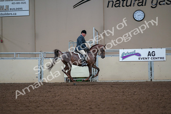 2019 Morgan Horse Show - Aug 30, 2019 - 17589