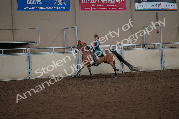 2019 Morgan Horse Show - Aug 30, 2019 - 27993