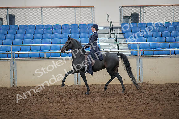 2019 Morgan Horse Show - Aug 30, 2019 - 12187