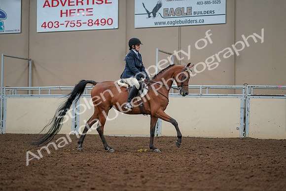 2019 Morgan Horse Show - Aug 30, 2019 - 22494