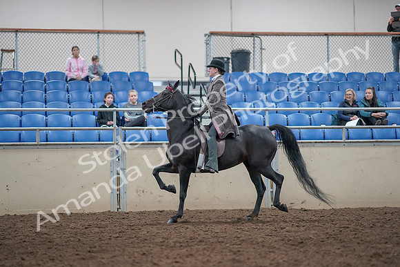 2019 Morgan Horse Show - Aug 31, 2019 - 09321