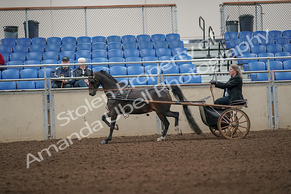 2019 Morgan Horse Show - Aug 31, 2019 - 04311
