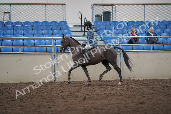 2019 Morgan Horse Show - Aug 31, 2019 - 16564