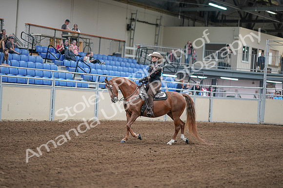 2020 - AB Morgan Horse - Fri, Sept 04 - 08320