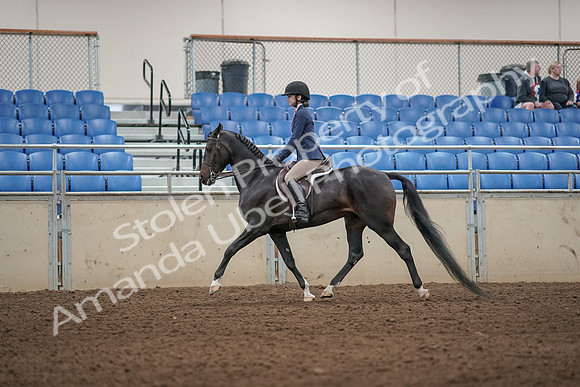 2019 Morgan Horse Show - Aug 31, 2019 - 04888