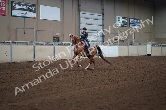 2019 Morgan Horse Show - Sept 01, 2019 - 12100