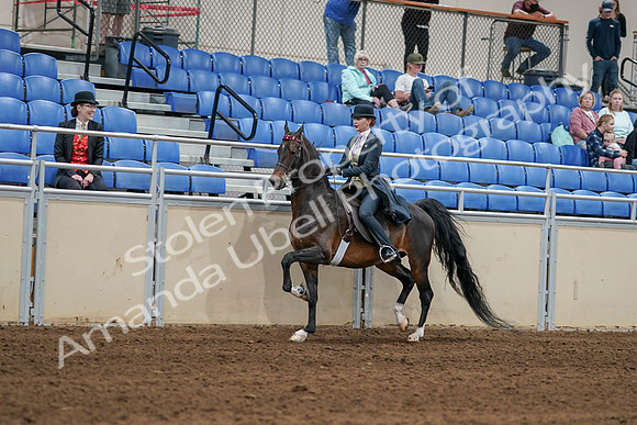 2020 - AB Morgan Horse - Sat, Sept 05 - 06291