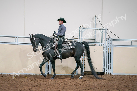 2020 - AB Morgan Horse - Fri, Sept 04 - 08547