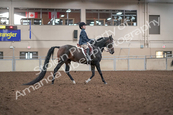 2019 Morgan Horse Show - Aug 31, 2019 - 19610