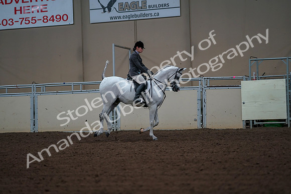 2019 Morgan Horse Show - Aug 30, 2019 - 17555