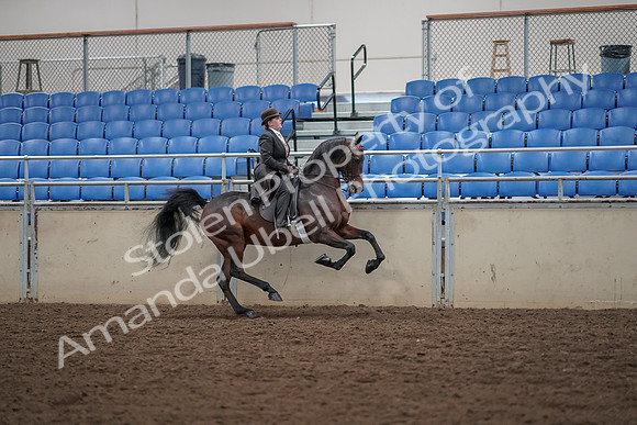 2019 Morgan Horse Show - Aug 30, 2019 - 28151