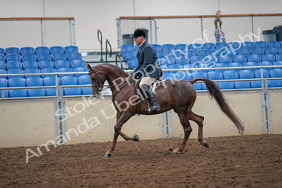 2019 Morgan Horse Show - Aug 30, 2019 - 17339