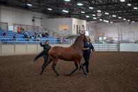 2019 Morgan Horse Show - Aug 31, 2019 - 00989