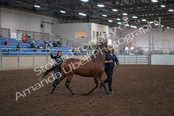 2019 Morgan Horse Show - Aug 31, 2019 - 00989
