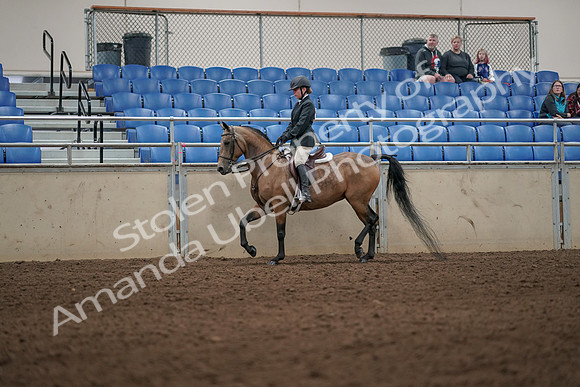 2019 Morgan Horse Show - Aug 31, 2019 - 04981