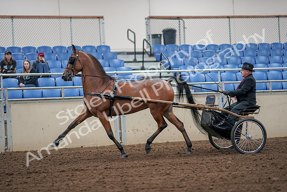 2019 Morgan Horse Show - Aug 30, 2019 - 13201