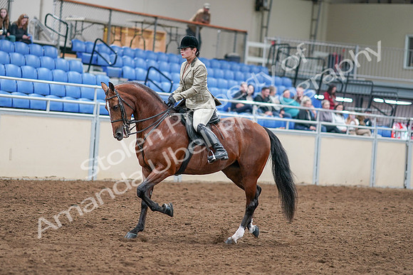 2020 - AB Morgan Horse - Sat, Sept 05 - 14360