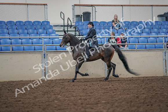 2019 Morgan Horse Show - Aug 30, 2019 - 15385