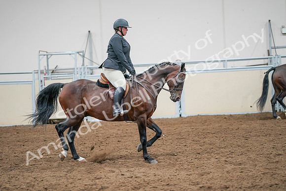 2020 - AB Morgan Horse - Sat, Sept 05 - 14561