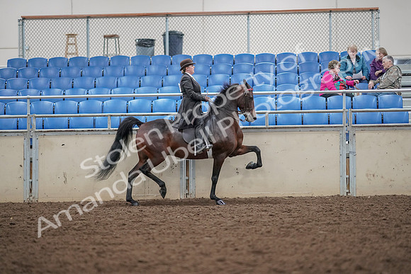 2019 Morgan Horse Show - Aug 30, 2019 - 28233