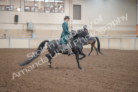 2019 Morgan Horse Show - Aug 30, 2019 - 15623