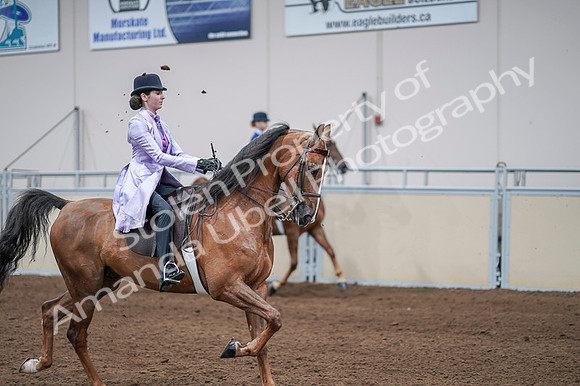 2020 - AB Morgan Horse - Fri, Sept 04 - 05135
