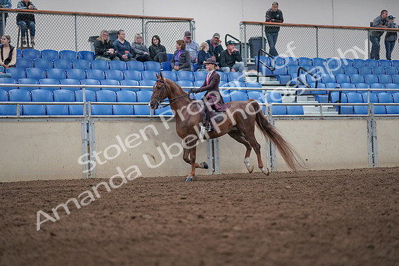 2019 Morgan Horse Show - Aug 31, 2019 - 20616