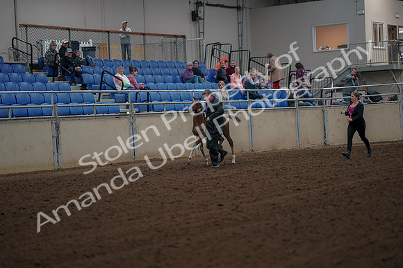 2019 Morgan Horse Show - Aug 30, 2019 - 24648