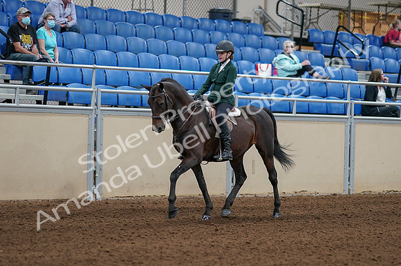 2020 - AB Morgan Horse - Fri, Sept 04 - 03937