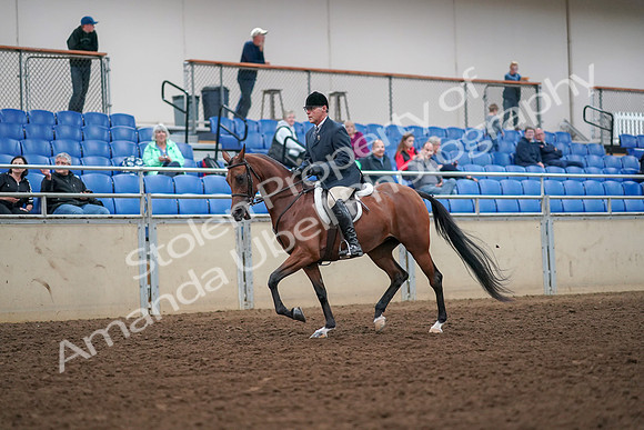 2019 Morgan Horse Show - Aug 30, 2019 - 16268