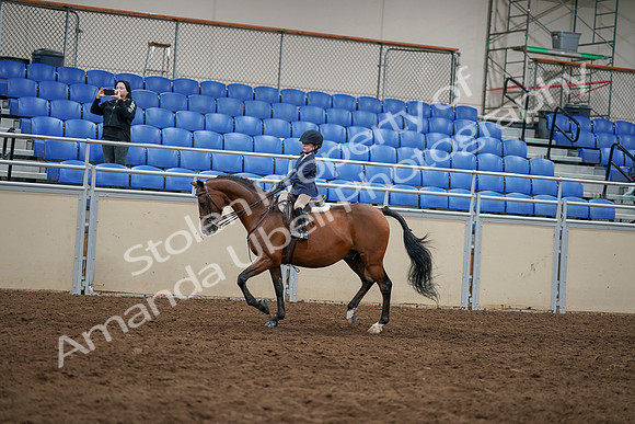 2020 - AB Morgan Horse - Sun, Sept 06 - 07832