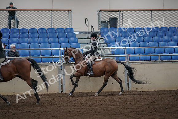 2019 Morgan Horse Show - Aug 31, 2019 - 05111