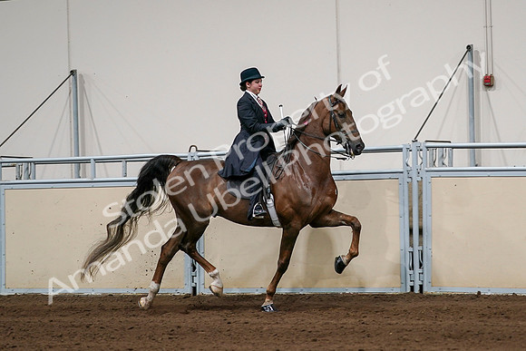 2020 - AB Morgan Horse - Sat, Sept 05 - 06378