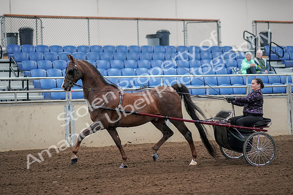 2019 Morgan Horse Show - Aug 30, 2019 - 13081