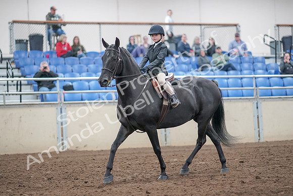 2019 Morgan Horse Show - Aug 31, 2019 - 19404